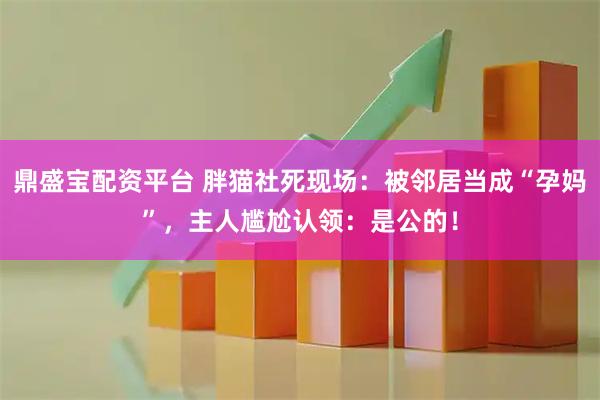 鼎盛宝配资平台 胖猫社死现场：被邻居当成“孕妈”，主人尴尬认领：是公的！